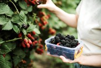 Cropped image of woman harvesting blackberries from plants — Stock Photo