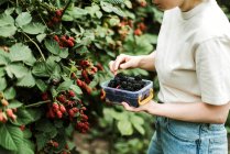 Cropped image of woman harvesting blackberries from plants at fa — Stock Photo