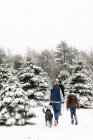 Three young people looking for their Christmas  tree on a winter day — Stock Photo