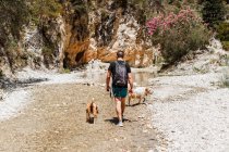 Jeune homme randonnée avec ses chiens — Photo de stock