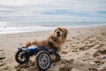 Cão em cadeira de rodas na praia — Fotografia de Stock