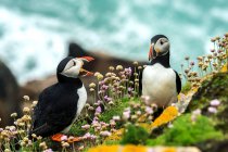 Puffin in the wild nature — Stock Photo