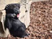 Un joven gorila negro en el zoológico de fondo, de cerca - foto de stock