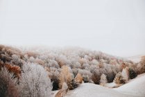 Bellissimo paesaggio invernale con alberi innevati — Foto stock