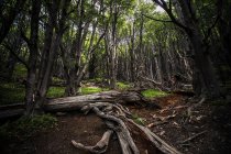 Un beau cliché d'arbres dans la forêt sur fond de nature — Photo de stock