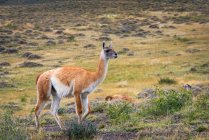 Lama in torres del paine national park, Chile — Stock Photo