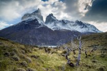 Національний парк Торрес - дель - Пейн у південній чилійській Патагонії — стокове фото