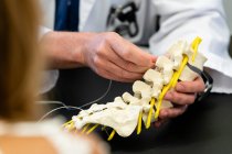 Tiro cortado de médico segurando modelo de coluna vertebral humana — Fotografia de Stock