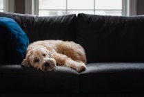 Carino cane soffice posa su un divano da solo durante il giorno. — Foto stock