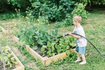Un petit garçon qui fait sa corvée d'arrosage des jardins potagers — Photo de stock