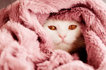 Niedliche weiße flauschige Katze in Decke zu Hause — Stockfoto