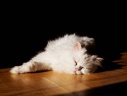 Lindo blanco esponjoso gato en casa - foto de stock