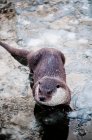A closeup shot of a cute brown-eared otter — Stock Photo