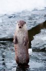A closeup shot of a brown otter on a lake — Stock Photo