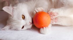 Lindo blanco esponjoso gato jugando con pelota en casa - foto de stock