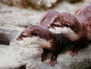 Cute little brown otters in the lake — Stock Photo