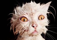 Wet cute white fluffy cat after bath at home — Stock Photo