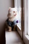Niedliche weiße flauschige Katze, die zu Hause Fenster anschaut — Stockfoto