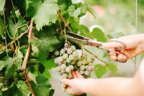 A farmer is harvesting grapes in a vineyard — Stock Photo