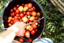 Крупним планом жіноча рука тримає органічні вишневі помідори — стокове фото