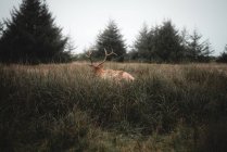 Una hermosa toma de un ciervo en el bosque en el fondo de la naturaleza - foto de stock
