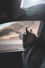 Cão sentado na janela no carro no fundo — Fotografia de Stock