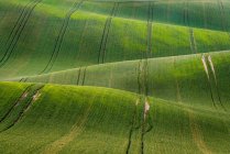 Мальовничий природний пейзаж з зеленими прокатними пагорбами — стокове фото