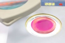 Qualitätskontrolle von Eiern in einem chemischen Labor — Stockfoto