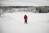Мать толкает ребенка на санях в снегу в лесу в холодный зимний день — стоковое фото