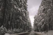 Snow covered  pine trees in Tahoe National Forest — Stock Photo