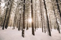 Pins couverts de neige dans la forêt nationale de Tahoe — Photo de stock