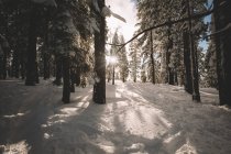 Pinheiros cobertos de neve na Floresta Nacional de Tahoe — Fotografia de Stock