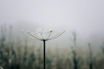 Hermoso plano botánico con flor, fondo de pantalla natural - foto de stock