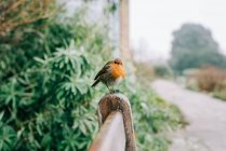 Милий птах в парку в сонячний день на фоні природи — стокове фото