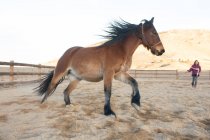Tween menina lunging projecto de cavalo na arena — Fotografia de Stock