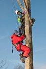 Dois homens trabalhando no poste de madeira no exercício de treinamento de corda alta — Fotografia de Stock