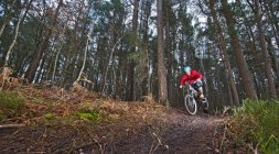 Людина на гірському велосипеді в лісі — стокове фото