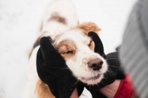 Las manos en los guantes de invierno abrazan a un perro encantado con los ojos cerrados. Compasión, pasar tiempo con mascotas, momentos de la vida real - foto de stock