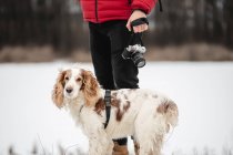 Spaniel cão fica ao lado do homem segurando uma câmera. Estilo de vida com animais de estimação, caminhadas ou caminhadas com cão, tirar fotos, conceito de fotografia de animal de estimação — Fotografia de Stock