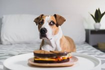 Голодная собака сидит перед сэндвичем. Милый стаффордширский терьер просит еды в гостиной — стоковое фото