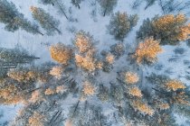 Красивый осенний лес с заснеженными деревьями — стоковое фото