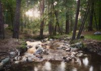 Magic forest with out of focus dream effect,in the Valsain pine forest — Stock Photo
