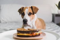 Perro hambriento se sienta frente a un sándwich. Lindo staffordshire terrier pidiendo comida en la sala de estar - foto de stock