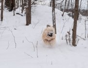 Emocionado perro terrier wheaten corriendo salvajemente a través de la zona boscosa nevada. - foto de stock