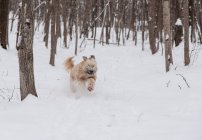 Excited wheaten terrier dog running fast through snowy wooded area. — Stock Photo