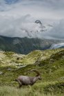 Vista panorámica del hermoso paisaje de los Alpes - foto de stock