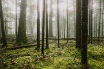 Красивый лес по утрам — стоковое фото