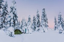 Paysage hivernal avec arbres enneigés — Photo de stock