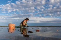 Mujer joven recogiendo ostras, mariscos - foto de stock