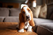 Lindo perro basset hound en casa - foto de stock